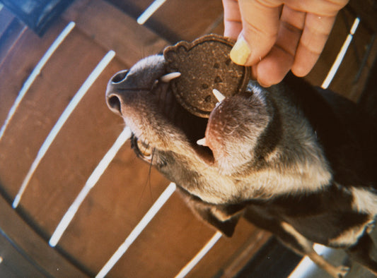 Bunny & Chicks Cookies 🐰
