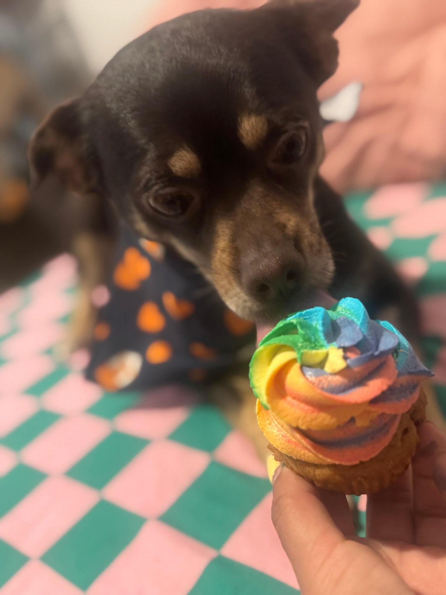 Pupcakes 6 count