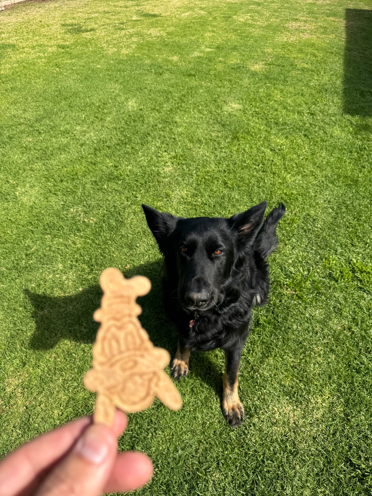Mickey & Friends Dog Cookie Set